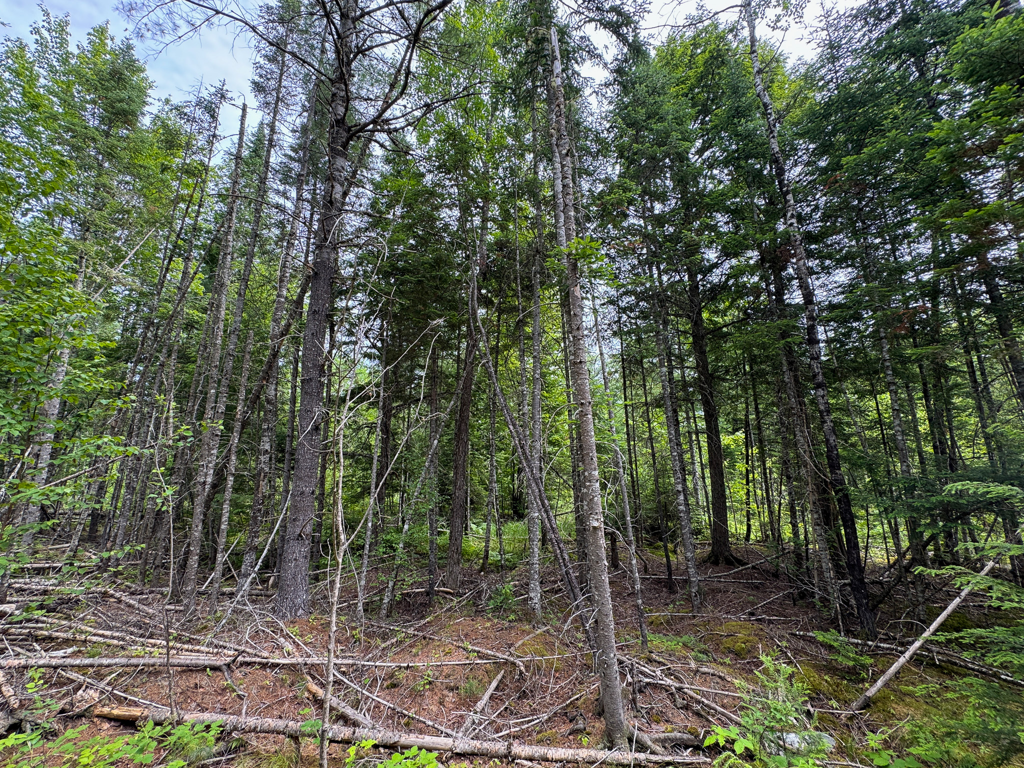 Off-Grid Maine Cabin for Sale | 26 Acres with Stream Frontage