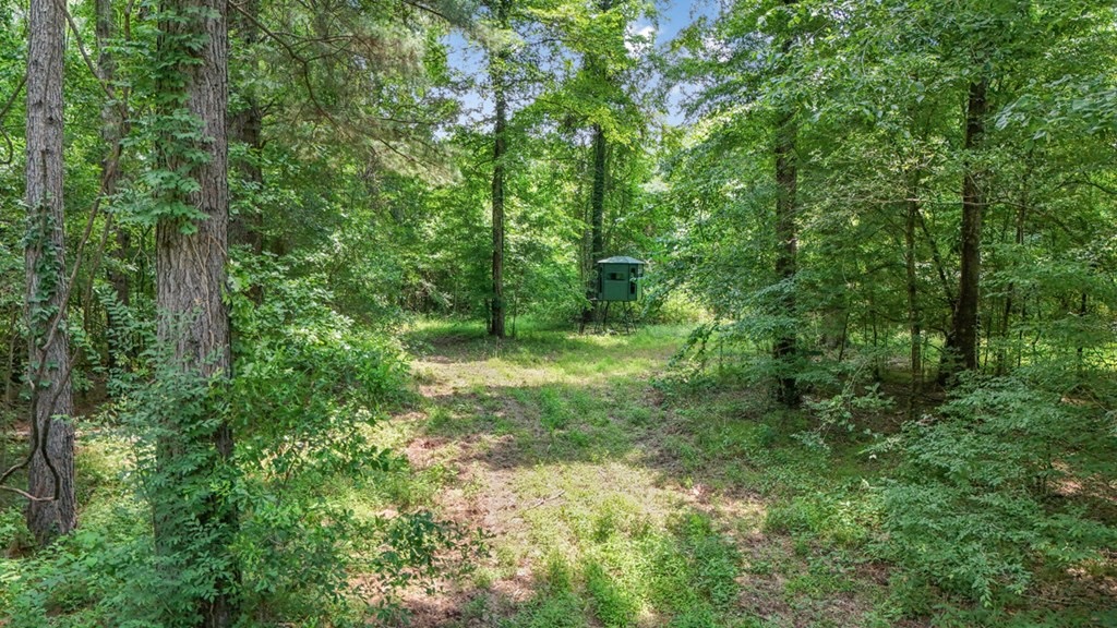 345 Acres with Camp, Creek bordering National Forest in SWMS