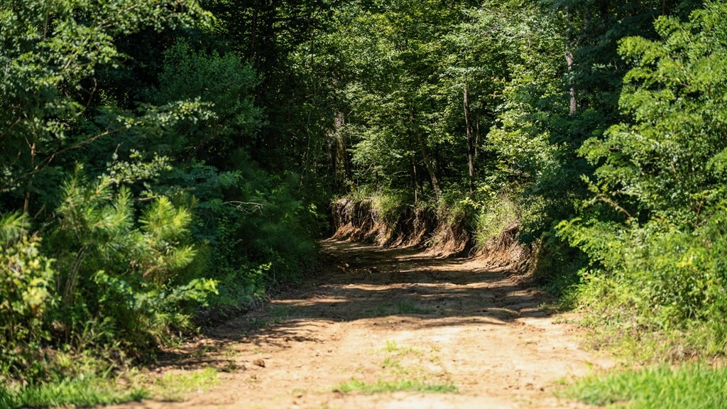 Hunting Land in Claiborne County, MS – Lonesome Pine