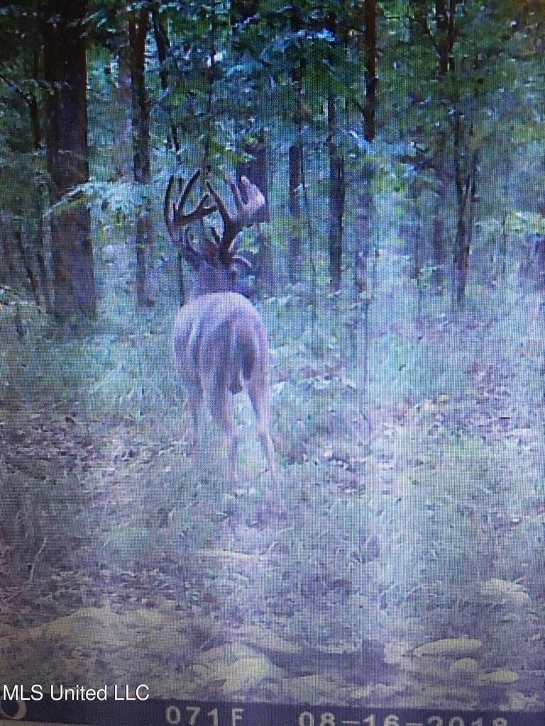 Great Homesite and Hunting Tract in Hermanville, MS