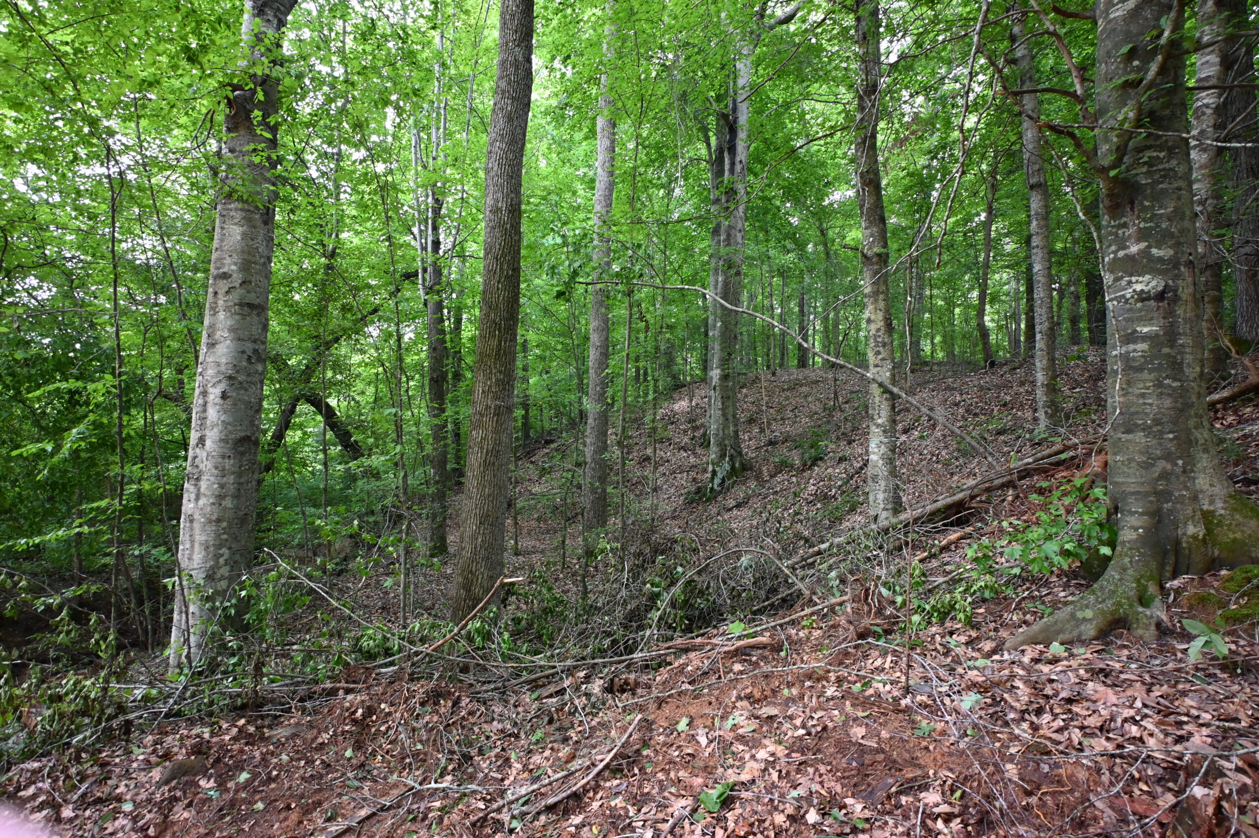 65.84 Acres for Sale in Decaturville, Tennessee