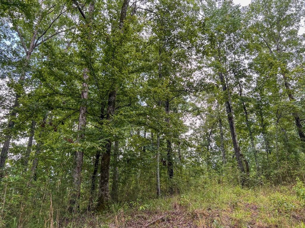 Hunting Land for Sale in Hinds County, MS