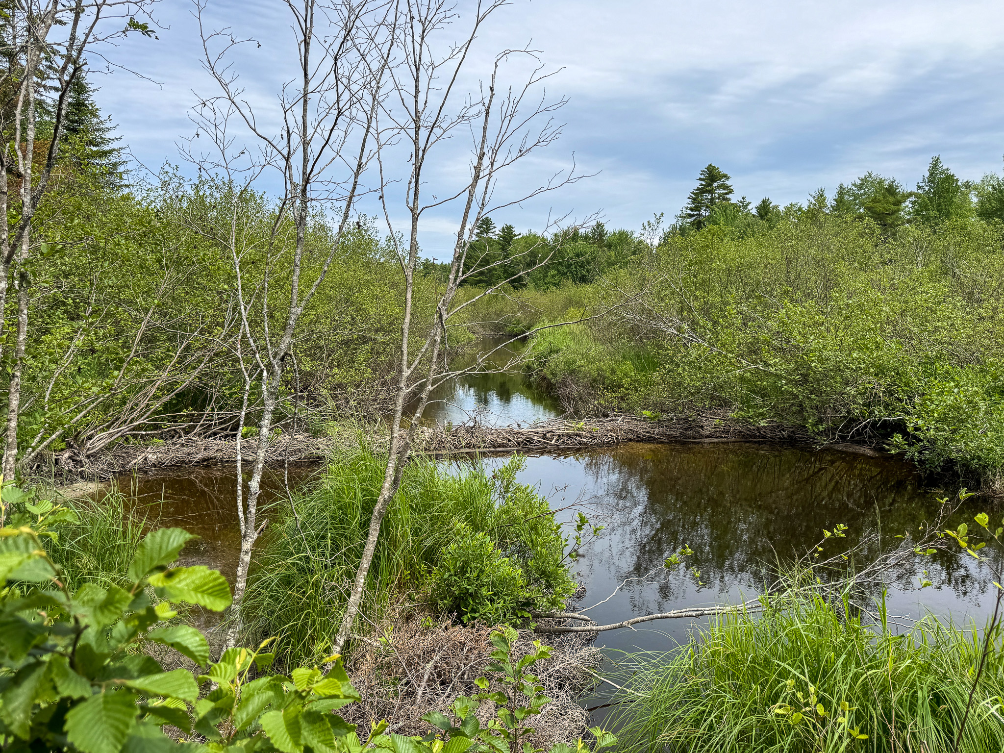 Off-Grid Maine Cabin for Sale | 26 Acres with Stream Frontage