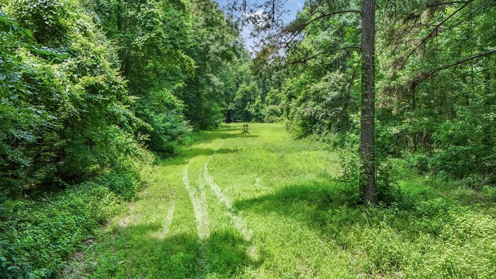 345 Acres with Camp, Creek bordering National Forest in SWMS