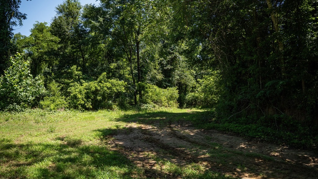 Hunting Land in Claiborne County, MS – Lonesome Pine