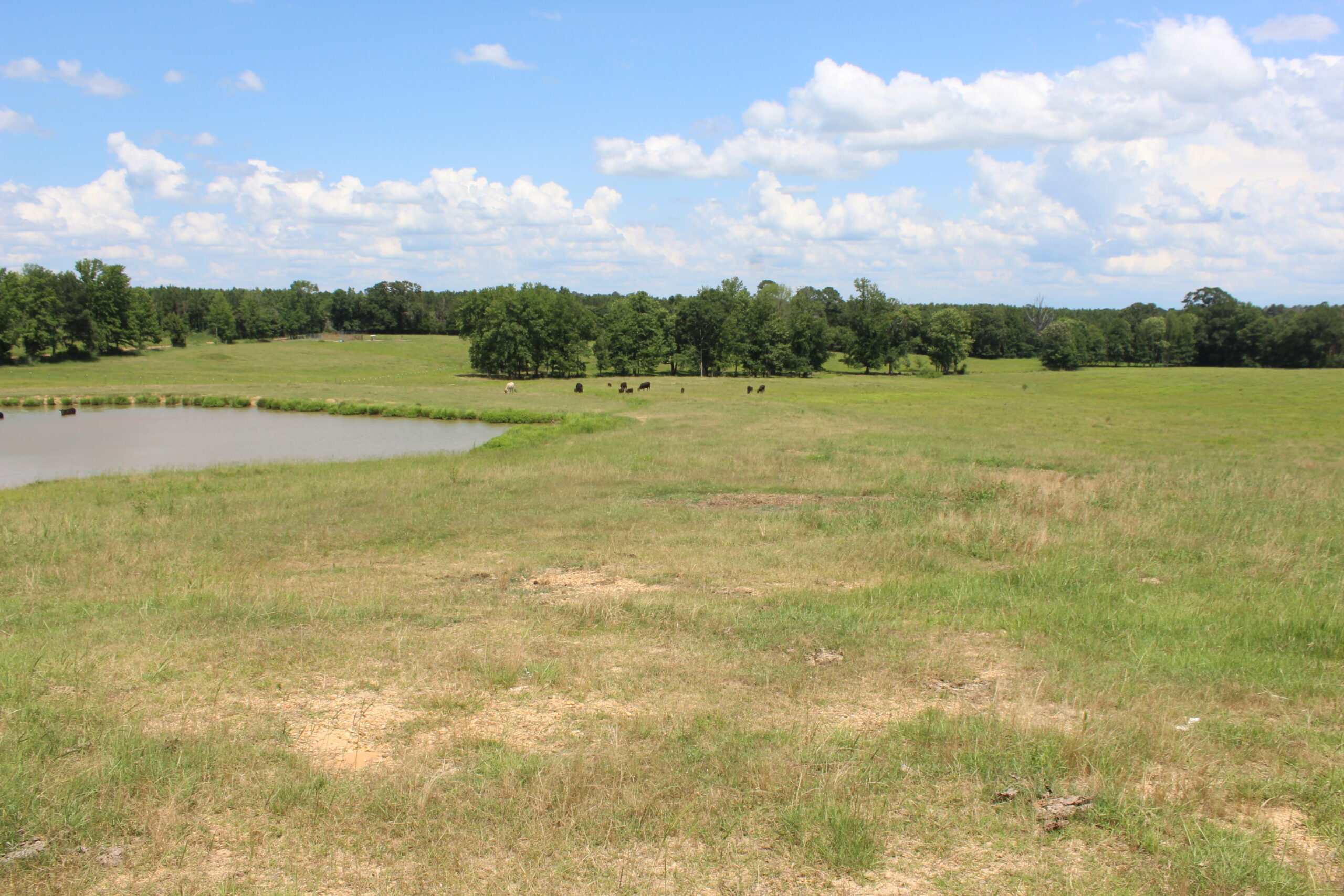 Cattle Farm For Sale also offers Good Hunting for Deer and Turkey