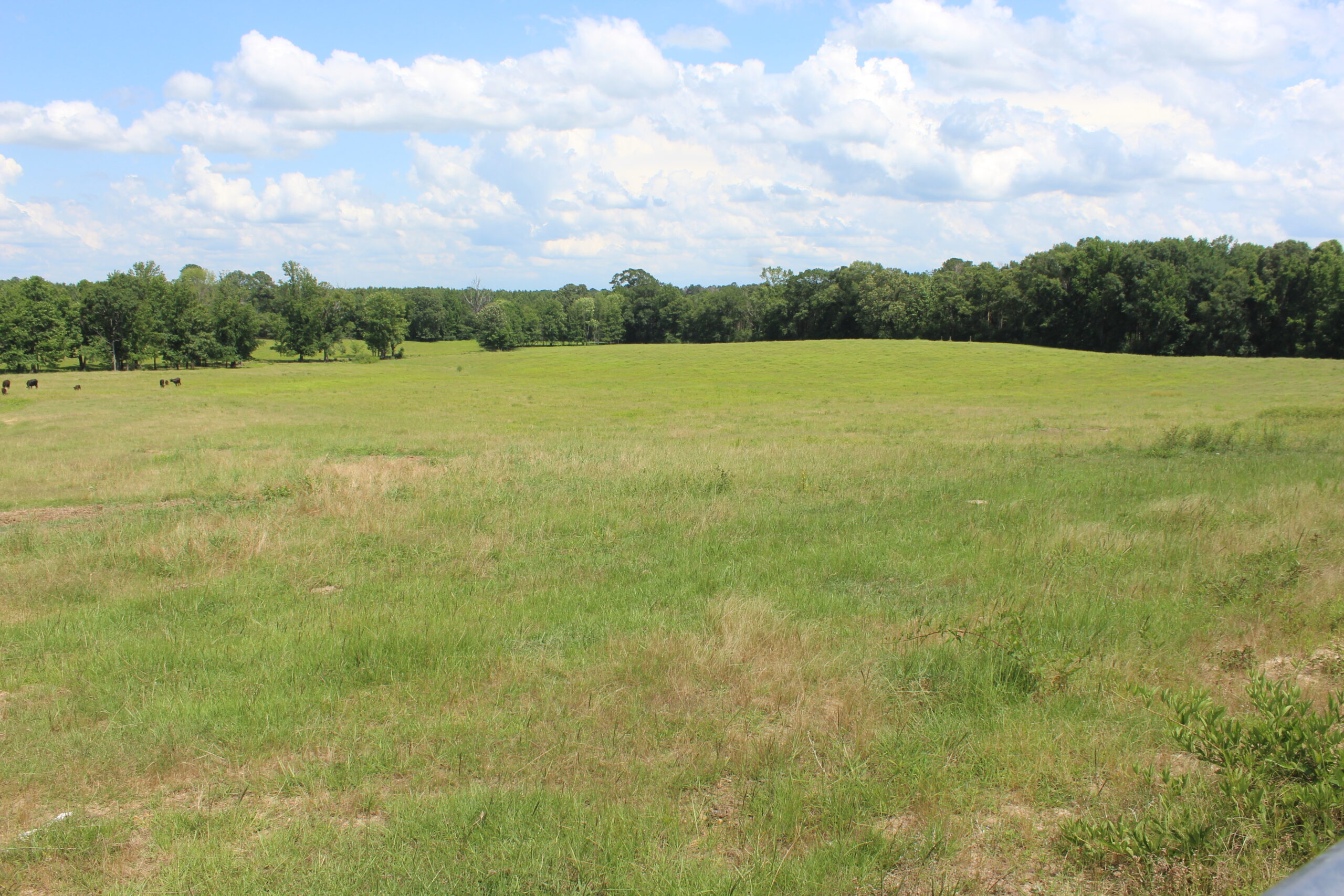 Cattle Farm For Sale also offers Good Hunting for Deer and Turkey