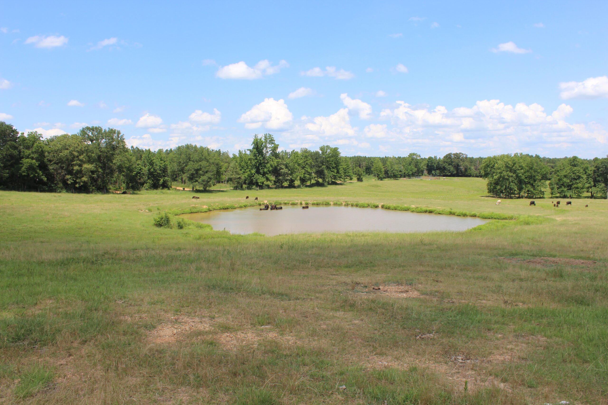 Cattle Farm For Sale also offers Good Hunting for Deer and Turkey