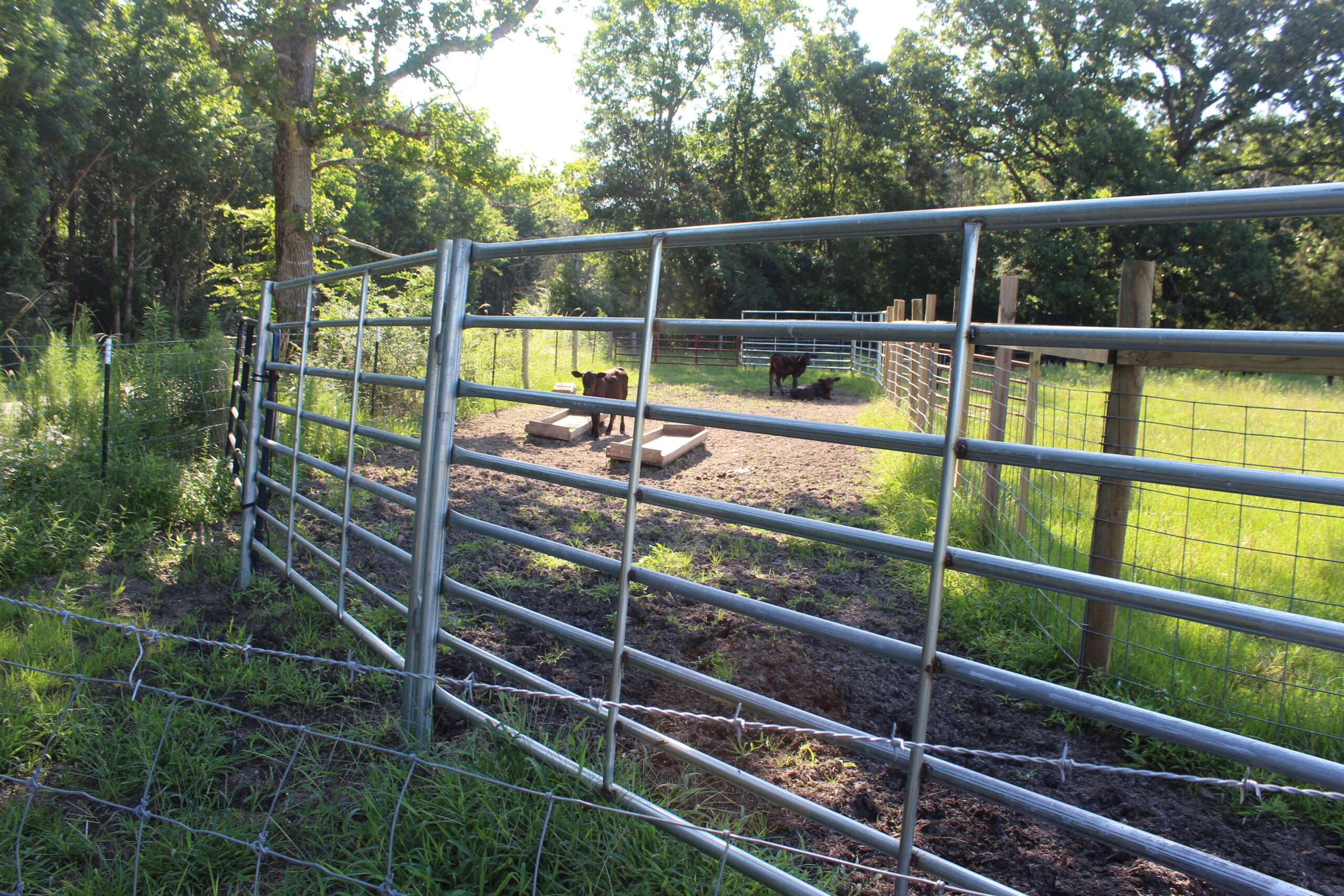 Cattle Farm For Sale also offers Good Hunting for Deer and Turkey