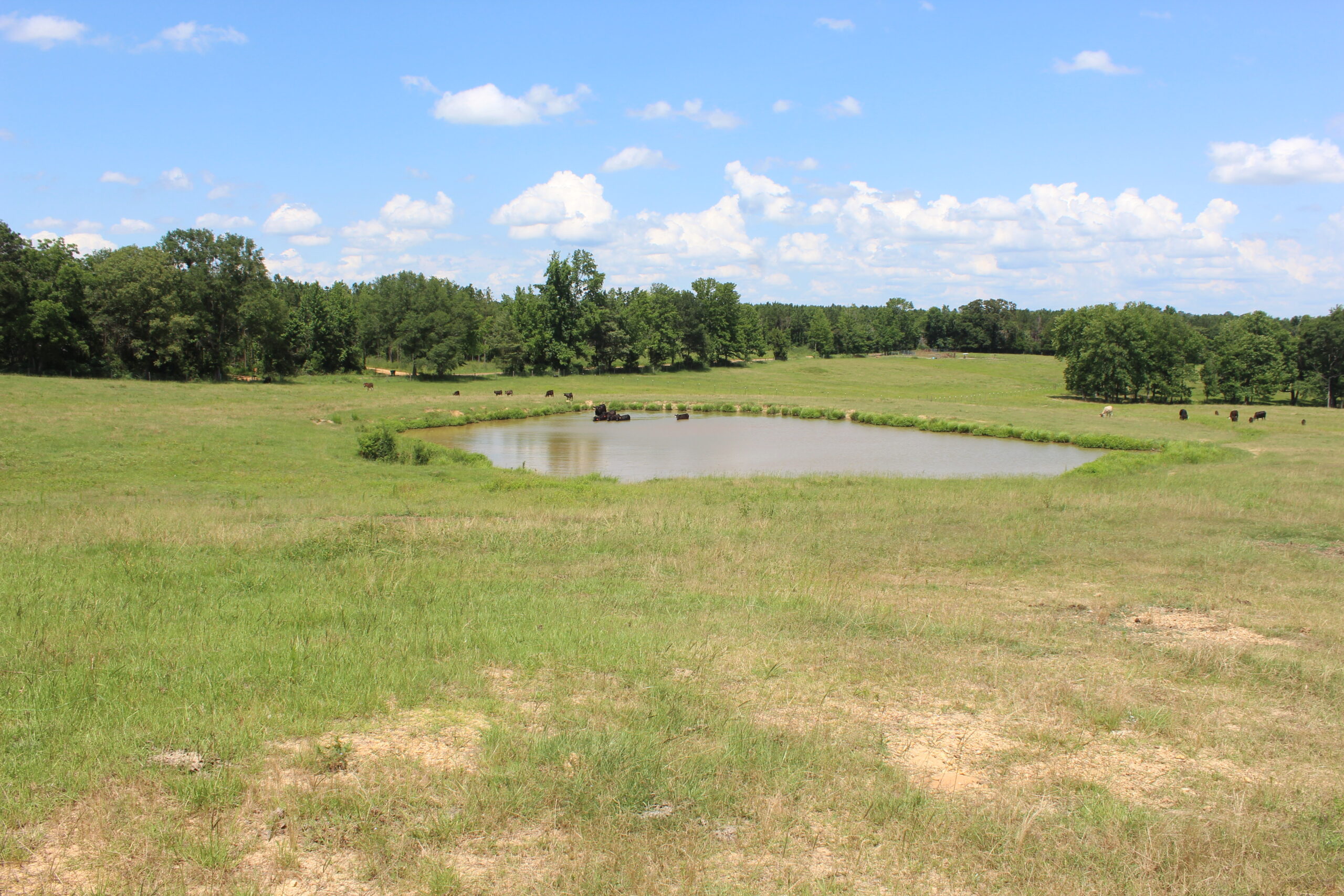 Cattle Farm For Sale also offers Good Hunting for Deer and Turkey