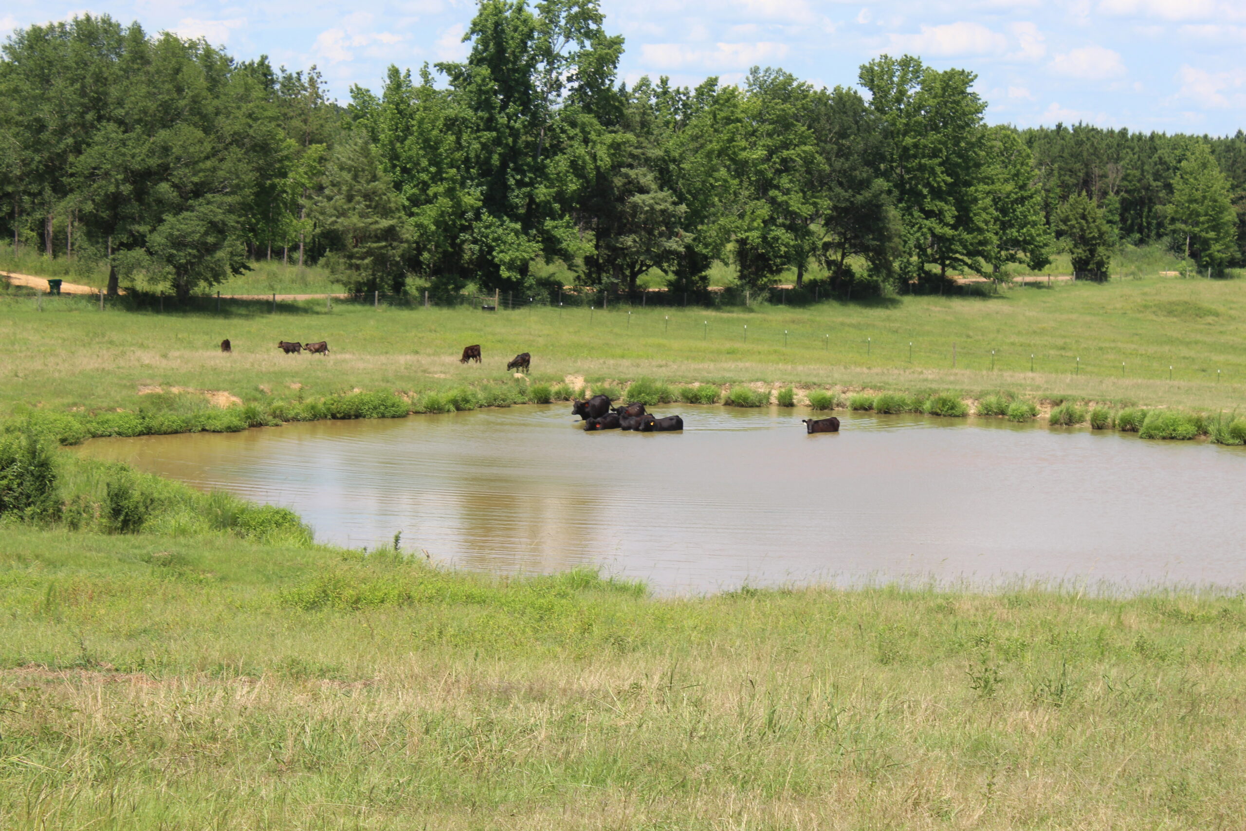 Cattle Farm For Sale also offers Good Hunting for Deer and Turkey