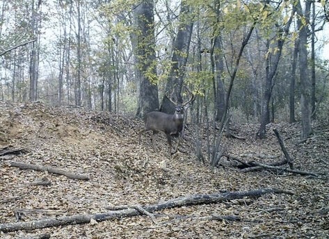Great Homesite and Hunting Tract in Hermanville, MS