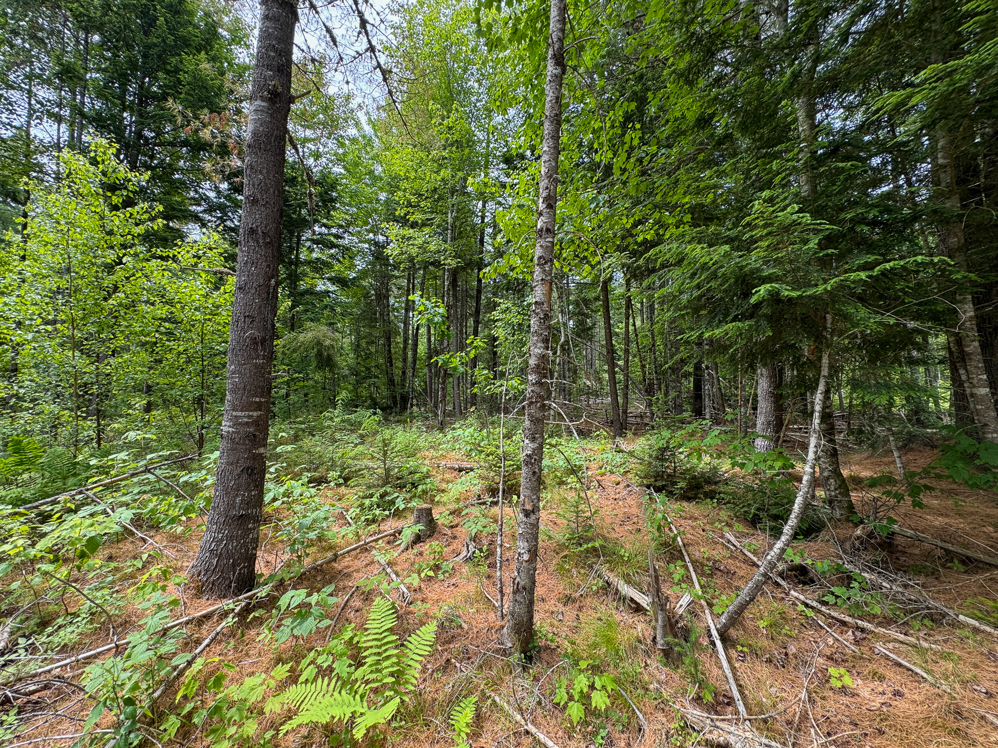 Off-Grid Maine Cabin for Sale | 26 Acres with Stream Frontage