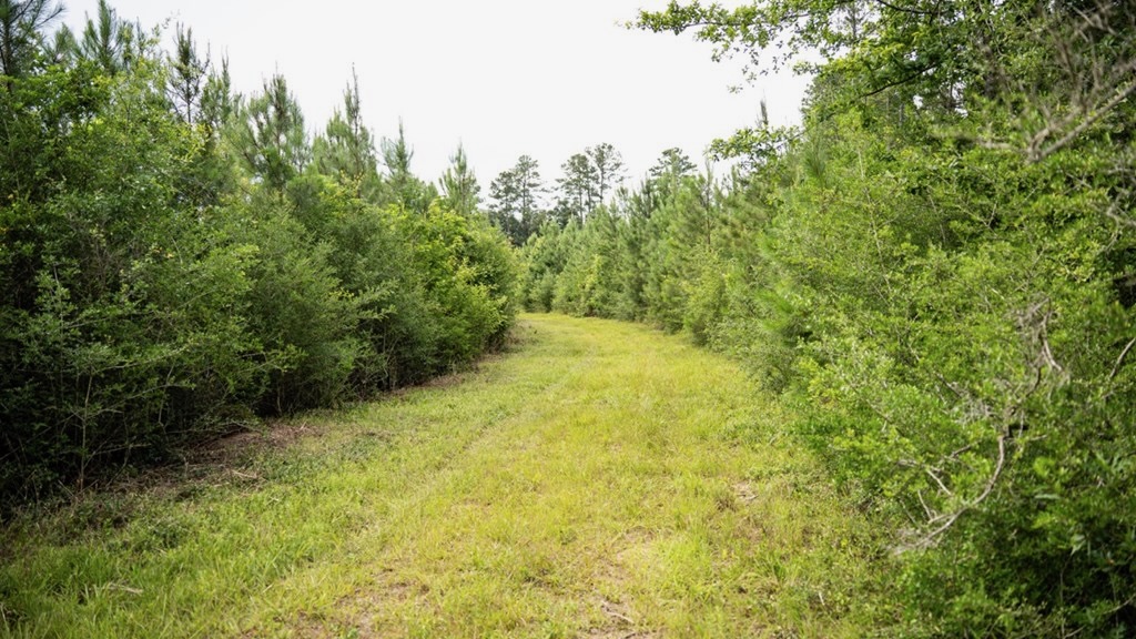 Mississippi Hunting Land – Easy 88 in Magnolia/Osyka
