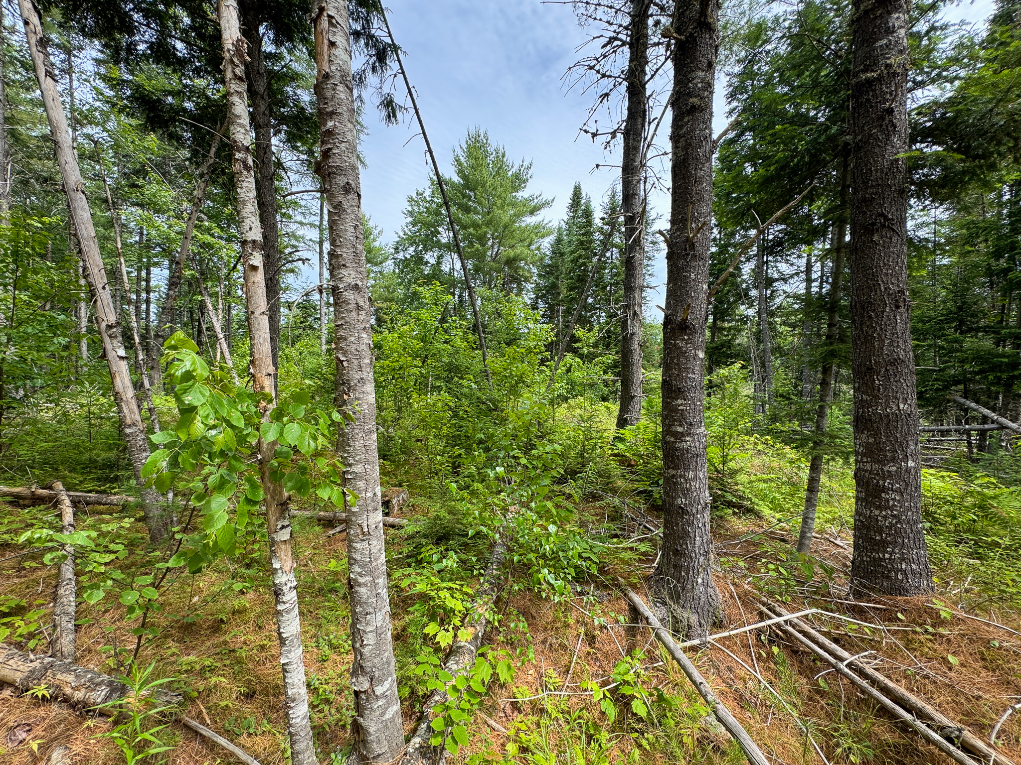 Off-Grid Maine Cabin for Sale | 26 Acres with Stream Frontage