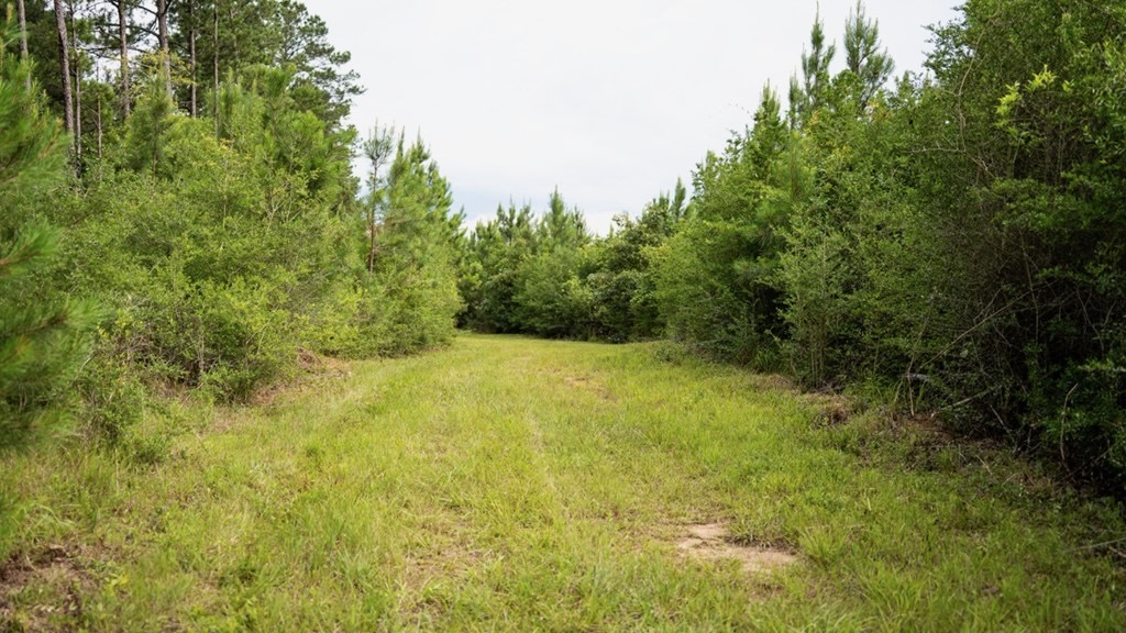 Mississippi Hunting Land – Easy 88 in Magnolia/Osyka
