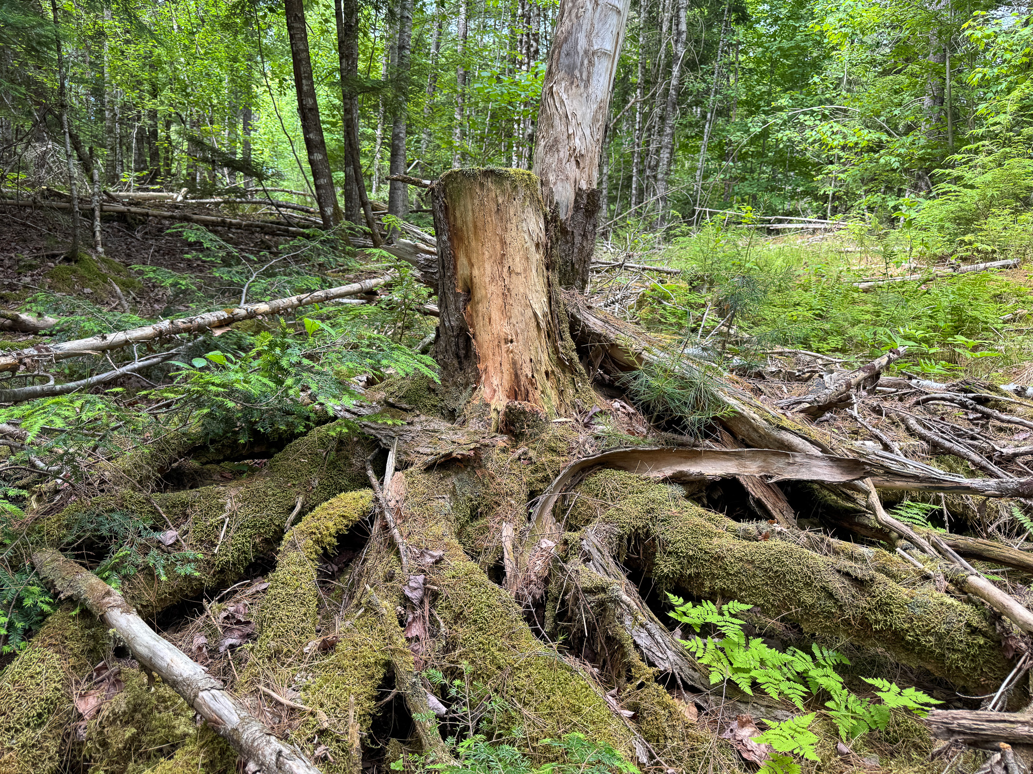Off-Grid Maine Cabin for Sale | 26 Acres with Stream Frontage
