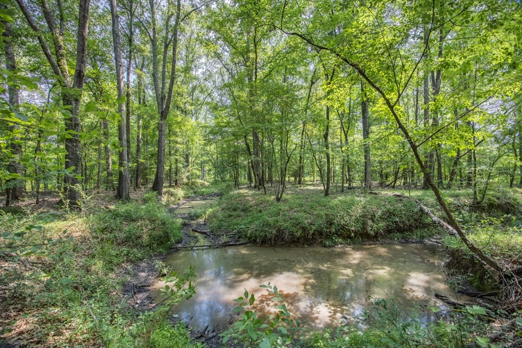 345 Acres with Camp, Creek bordering National Forest in SWMS
