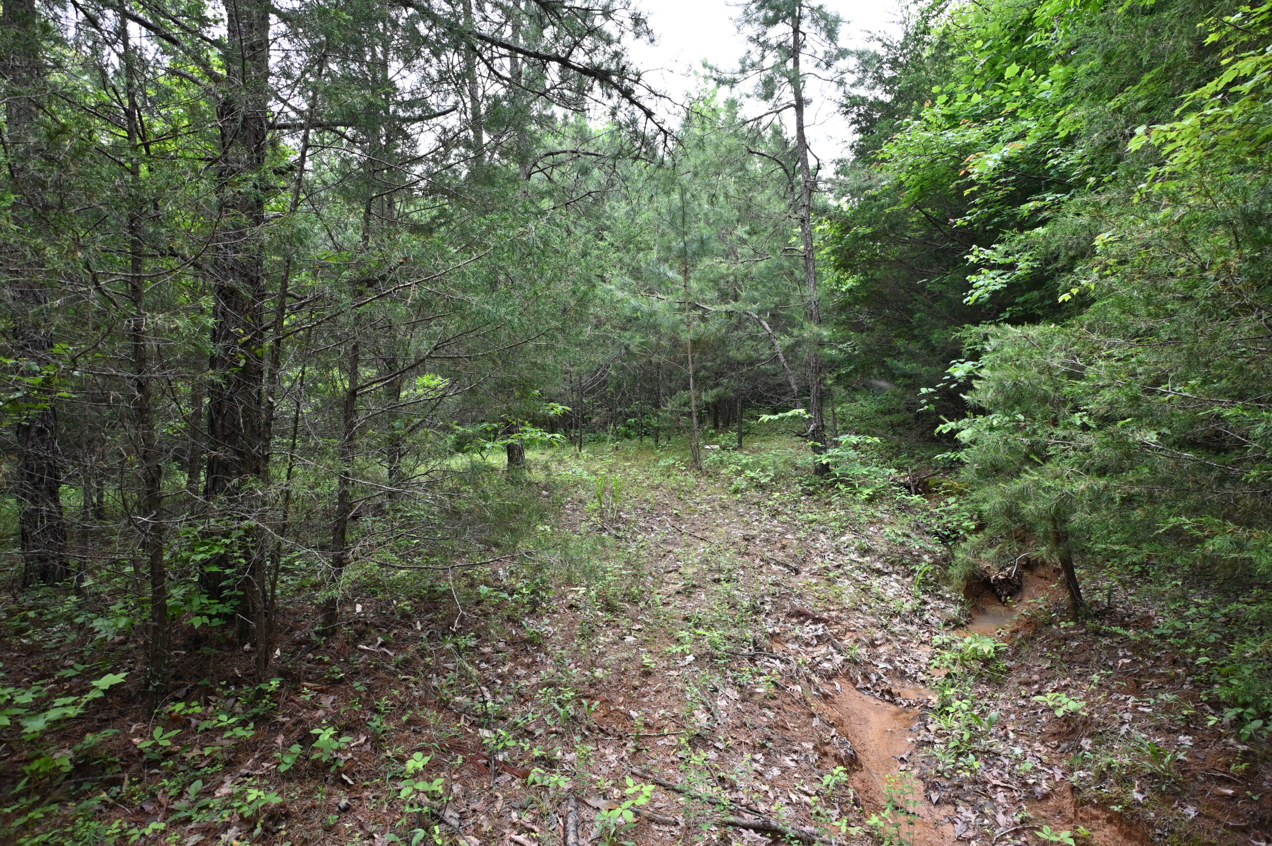 65.84 Acres for Sale in Decaturville, Tennessee