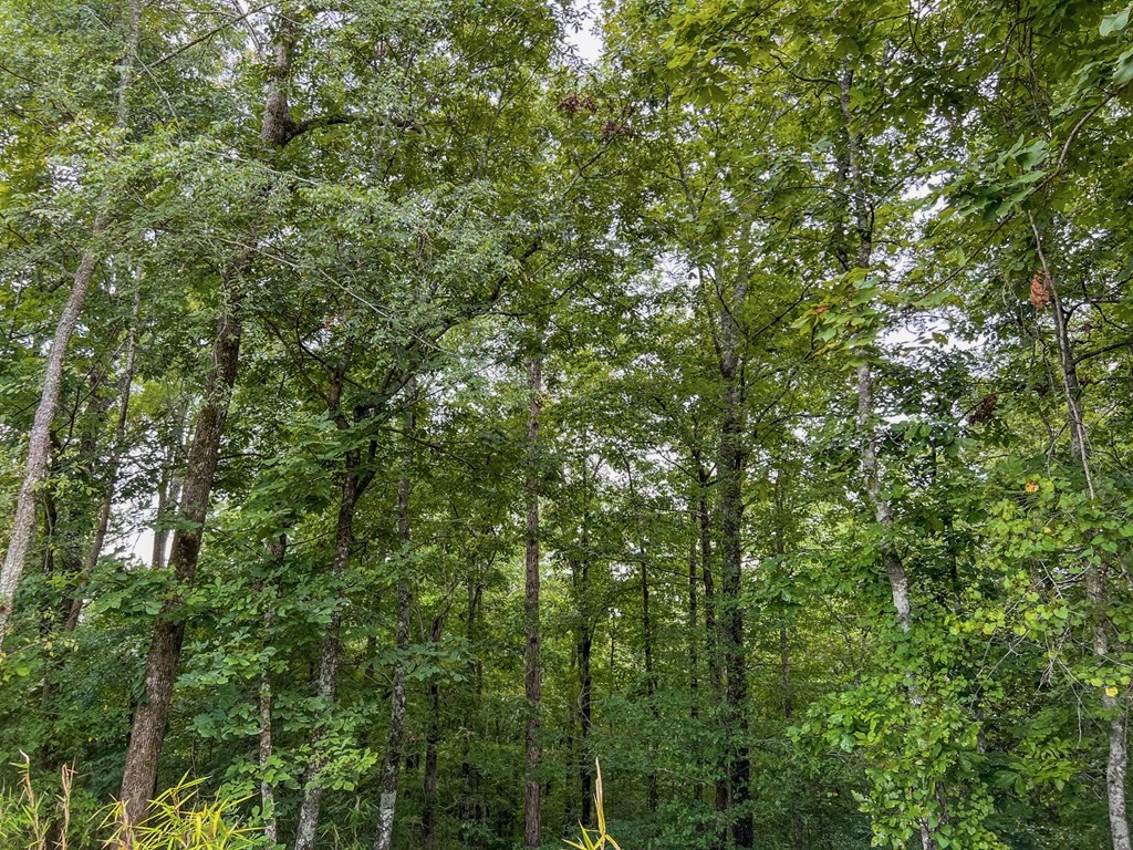 Hunting Land for Sale in Hinds County, MS