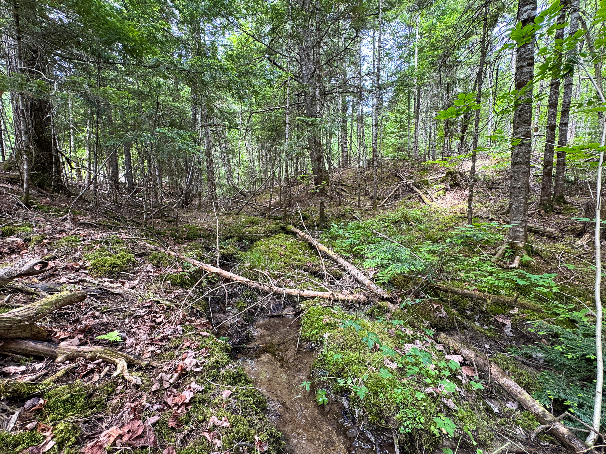 Off-Grid Maine Cabin for Sale | 26 Acres with Stream Frontage