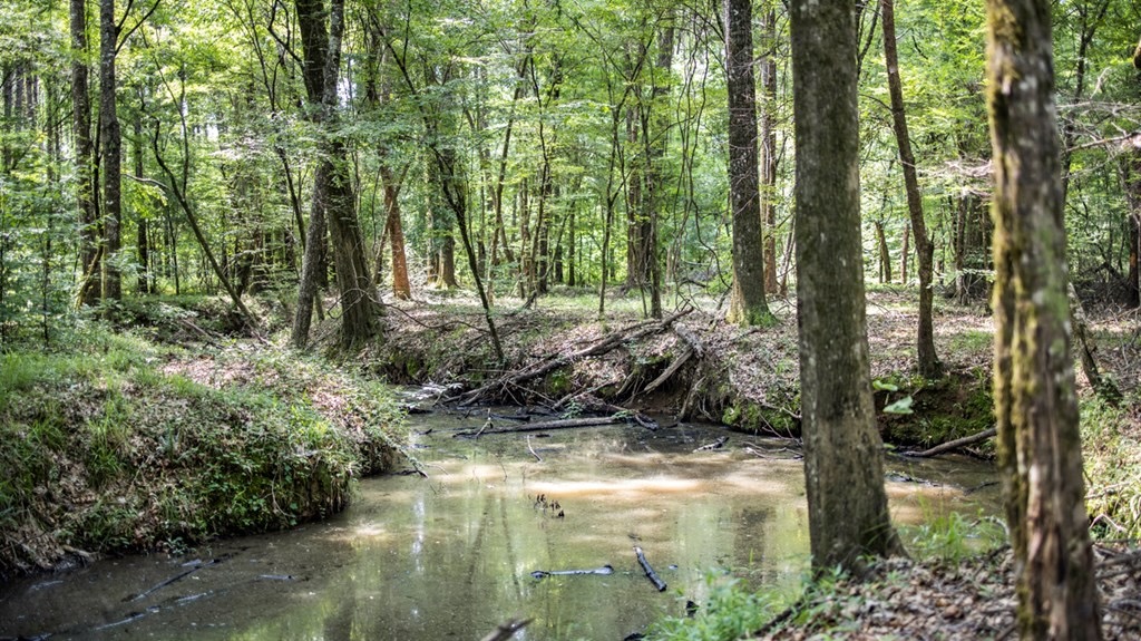 345 Acres with Camp, Creek bordering National Forest in SWMS