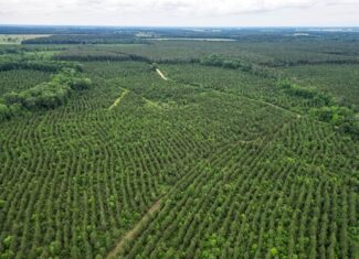 Hunting Land in Morehouse Parish, LA – Cypress Bayou 85