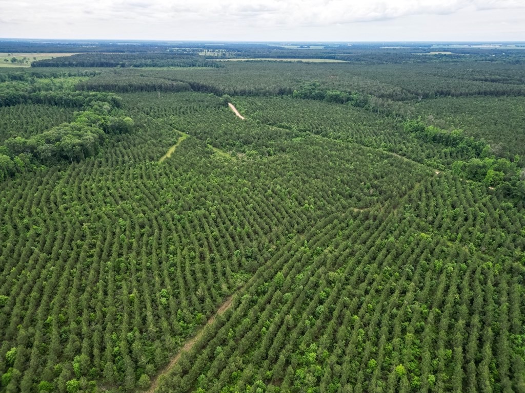 Hunting Land in Morehouse Parish, LA – Cypress Bayou 85