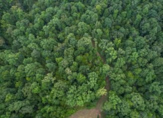 Hunting Land for Sale in Hinds County, MS