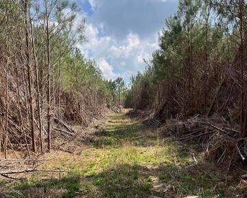 52 Acre Homesite Madison County Camden, MS