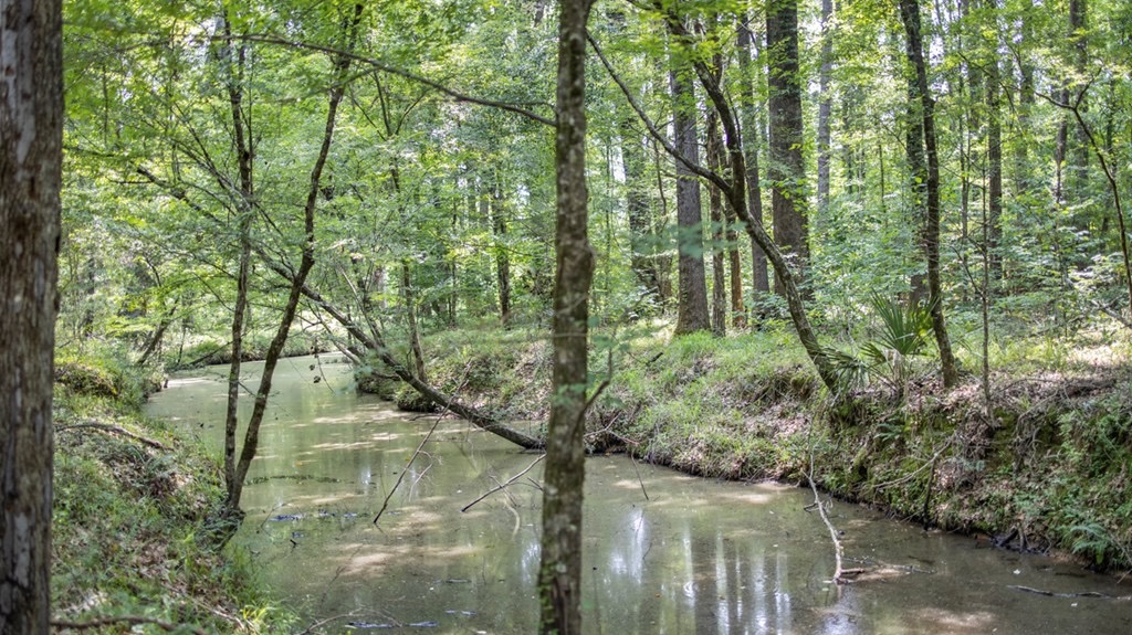 345 Acres with Camp, Creek bordering National Forest in SWMS