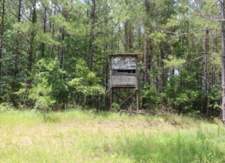 40 Acres of Plantation Pine Timber Highway 550 NW Lincoln County Mississippi