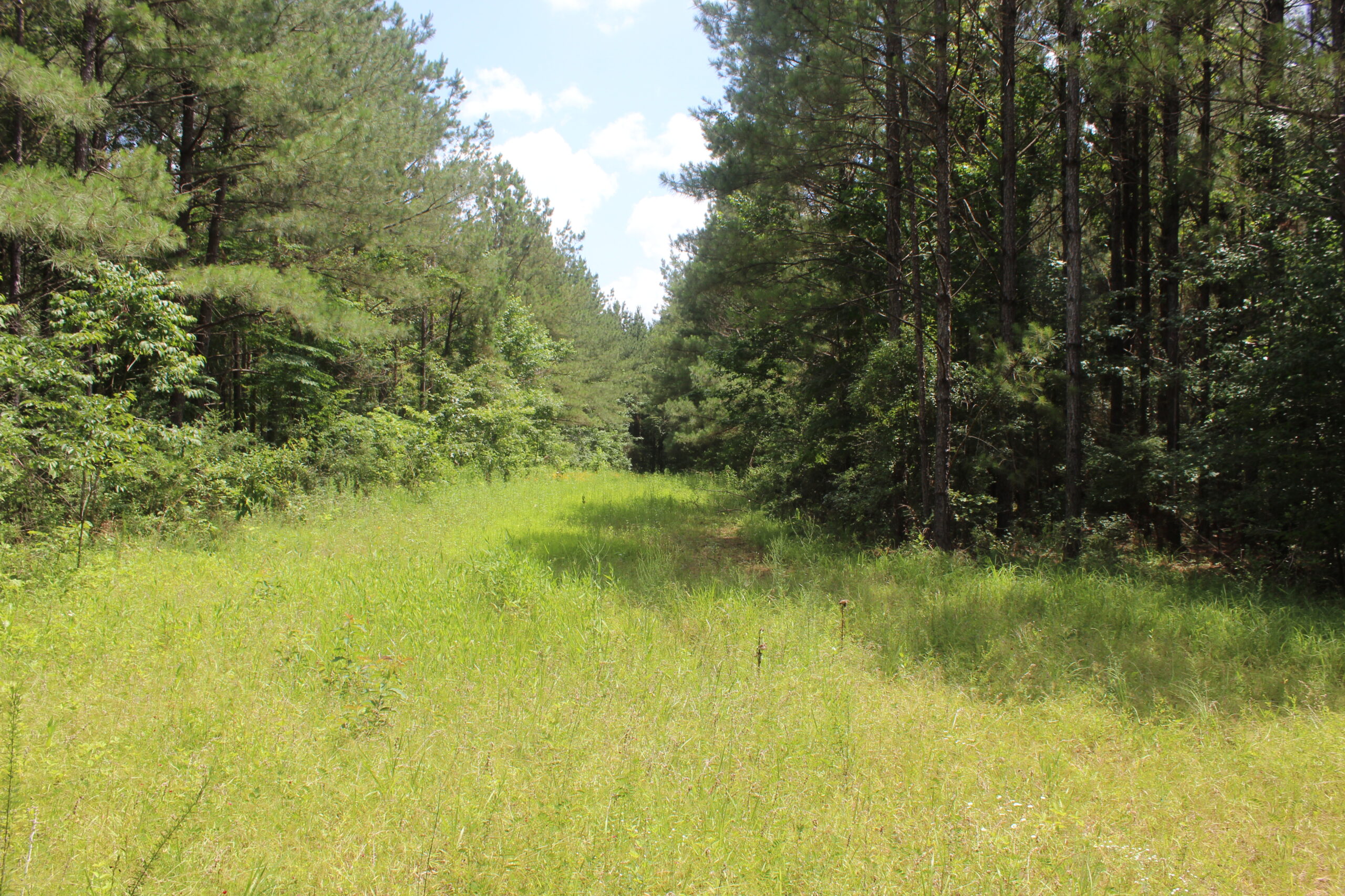 40 Acres of Plantation Pine Timber Highway 550 NW Lincoln County Mississippi