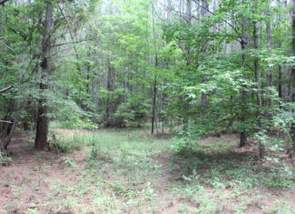 40 Acres of Plantation Pine Timber Highway 550 NW Lincoln County Mississippi