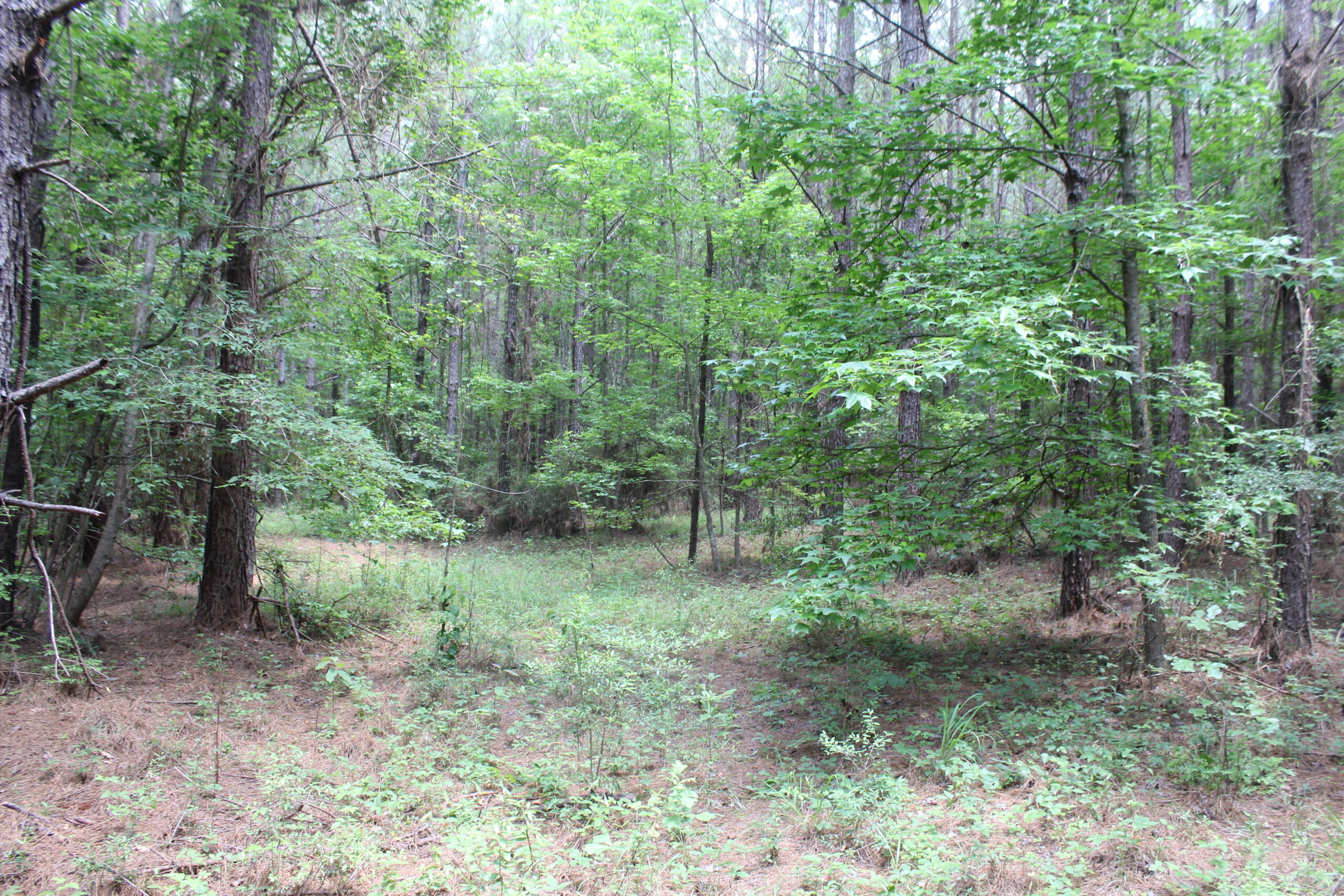 40 Acres of Plantation Pine Timber Highway 550 NW Lincoln County Mississippi