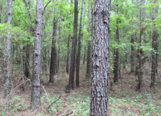40 Acres of Plantation Pine Timber Highway 550 NW Lincoln County Mississippi