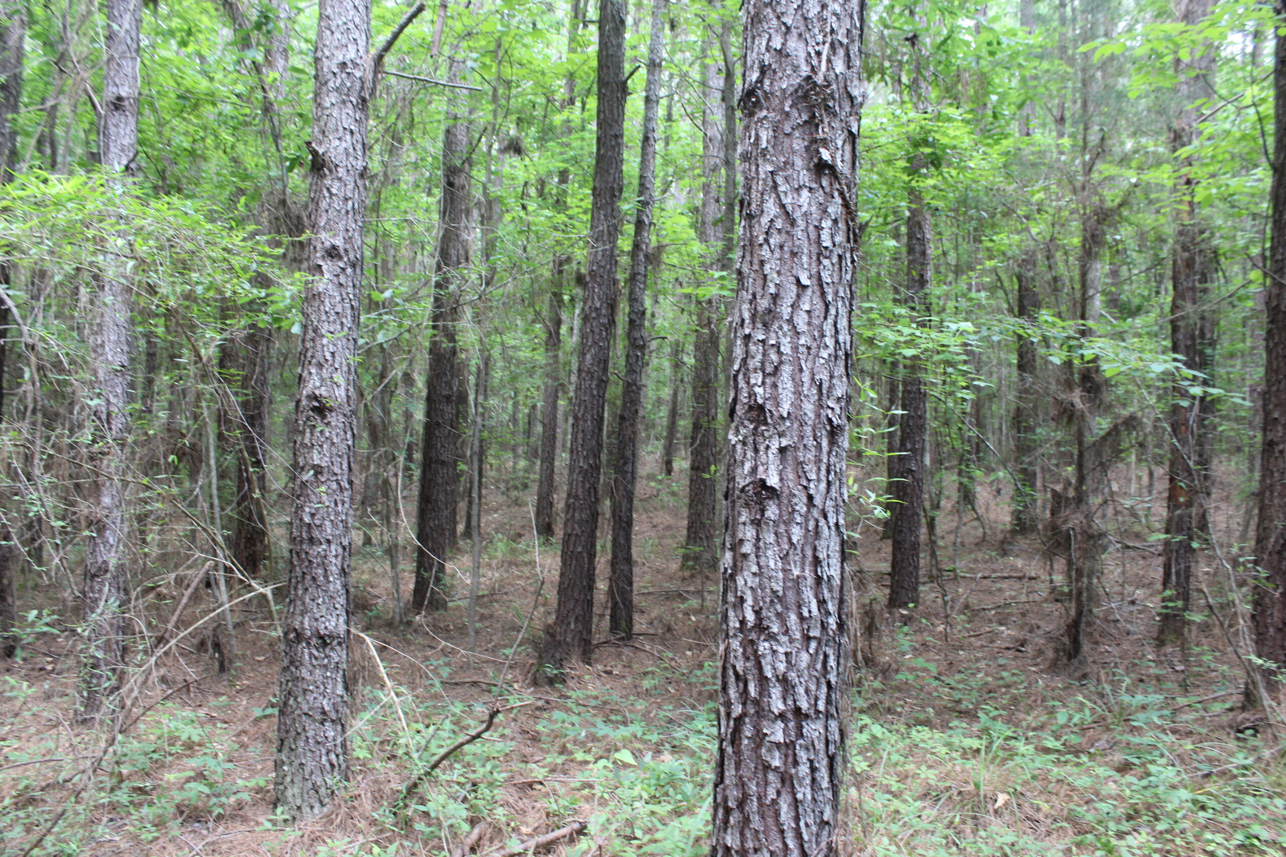 40 Acres of Plantation Pine Timber Highway 550 NW Lincoln County Mississippi