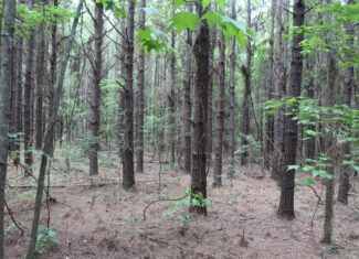 40 Acres of Plantation Pine Timber Highway 550 NW Lincoln County Mississippi