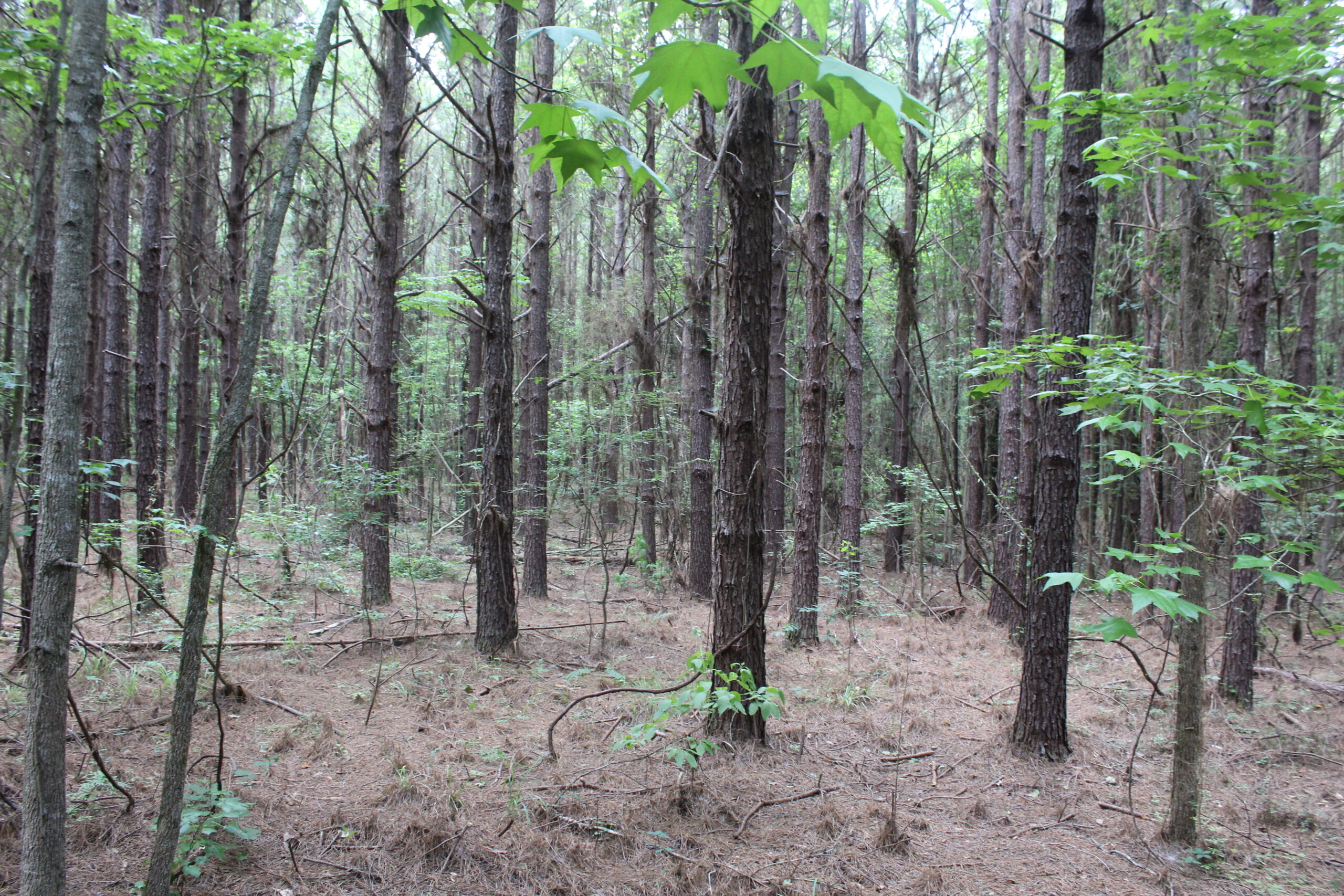 40 Acres of Plantation Pine Timber Highway 550 NW Lincoln County Mississippi