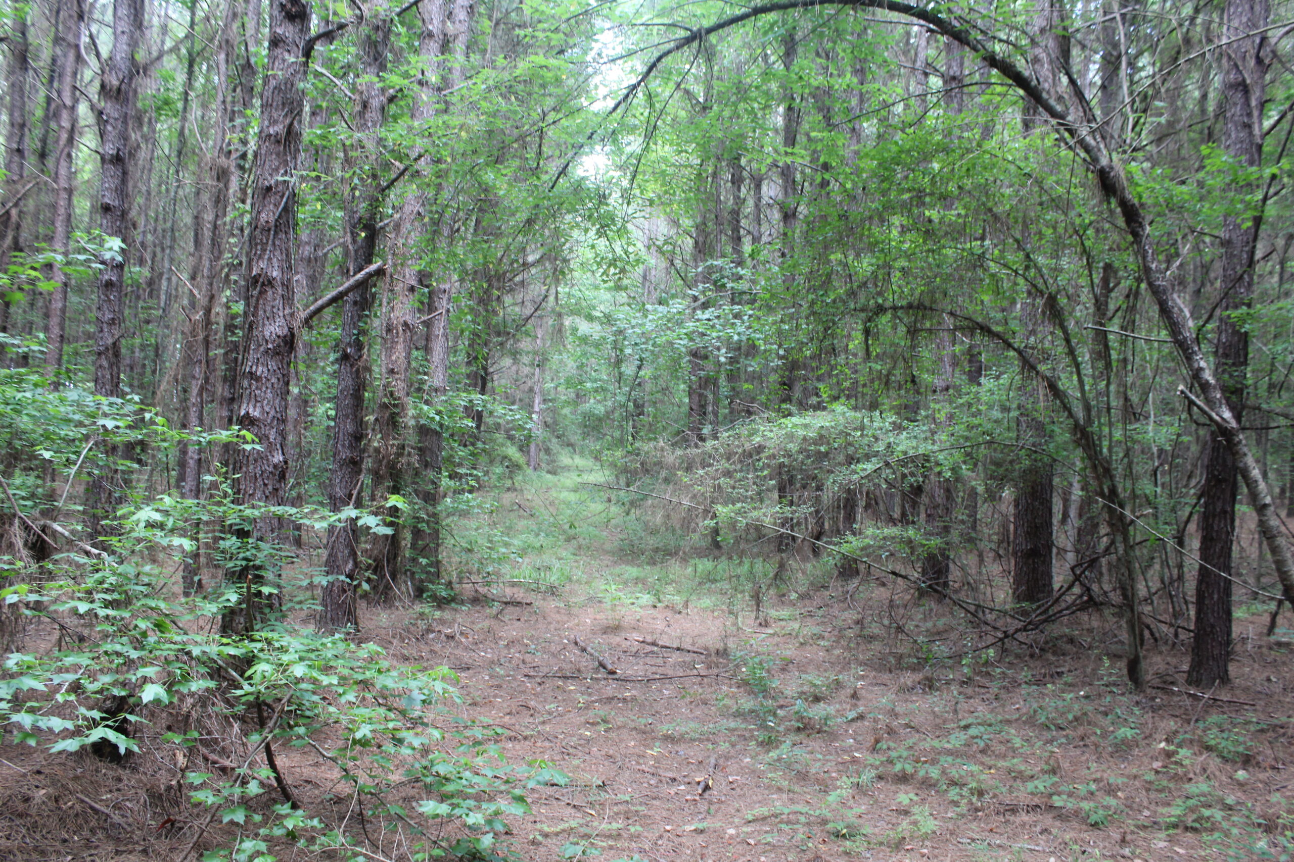 40 Acres of Plantation Pine Timber Highway 550 NW Lincoln County Mississippi