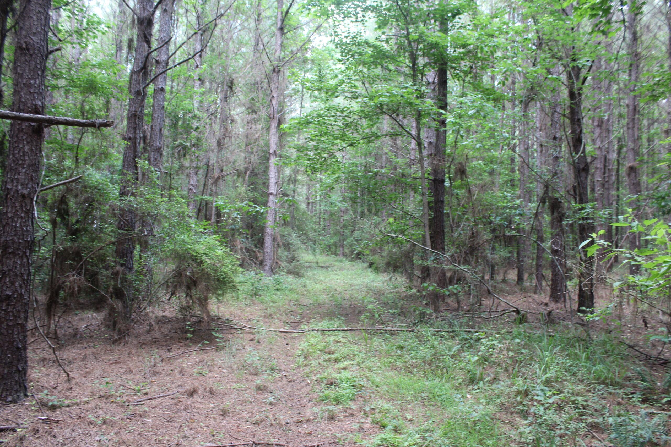 40 Acres of Plantation Pine Timber Highway 550 NW Lincoln County Mississippi
