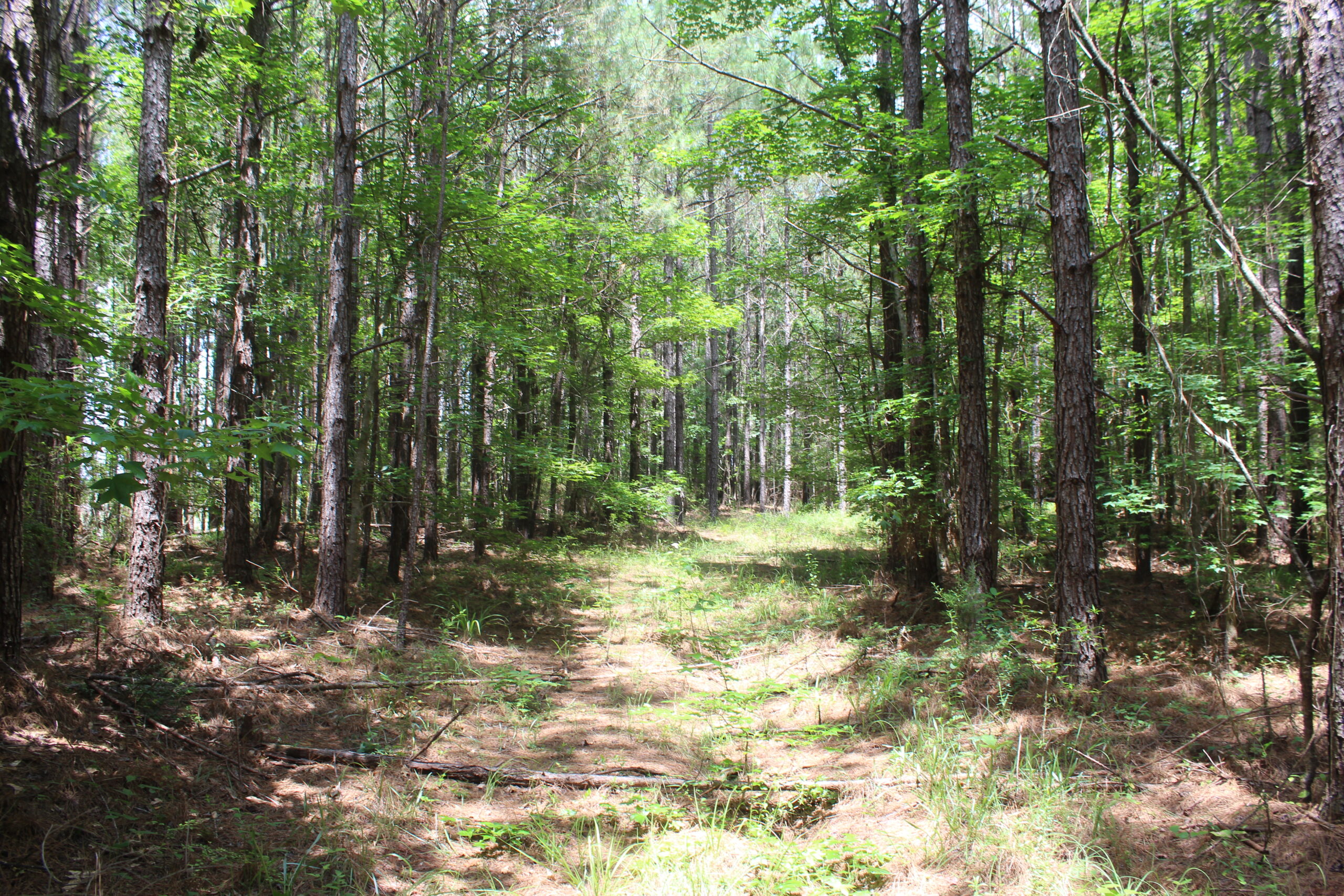 40 Acres of Plantation Pine Timber Highway 550 NW Lincoln County Mississippi