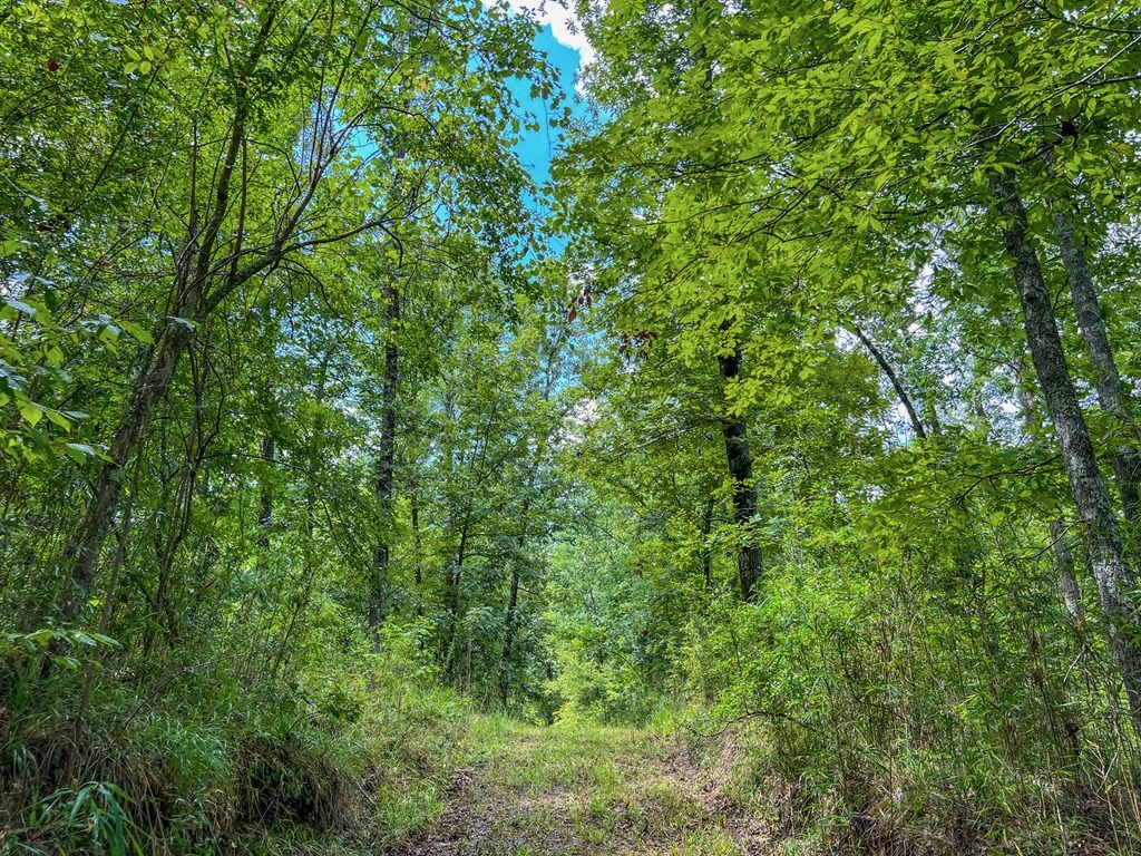 Hunting Land for Sale in Hinds County, MS