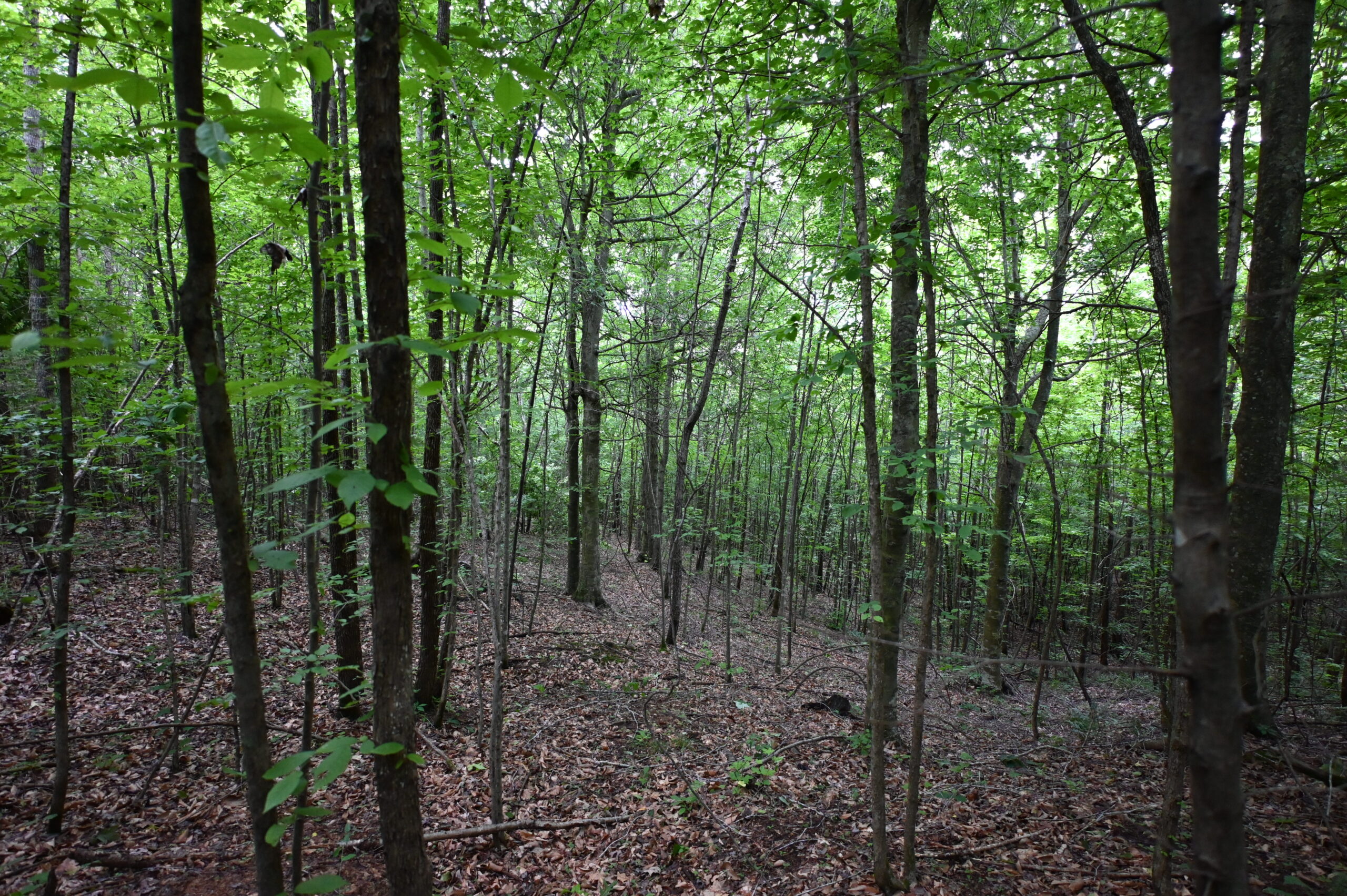 65.84 Acres for Sale in Decaturville, Tennessee