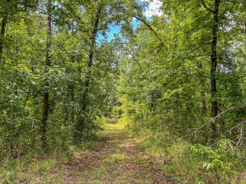 Hunting Land for Sale in Hinds County, MS