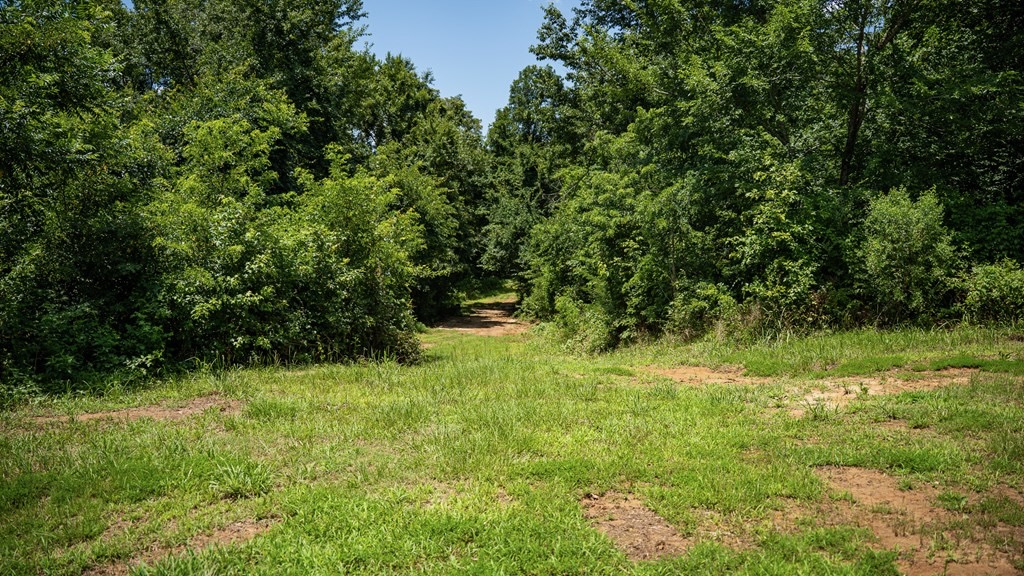 Hunting Land in Claiborne County, MS – Lonesome Pine