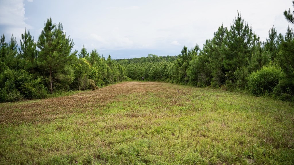 Mississippi Hunting Land – Easy 88 in Magnolia/Osyka