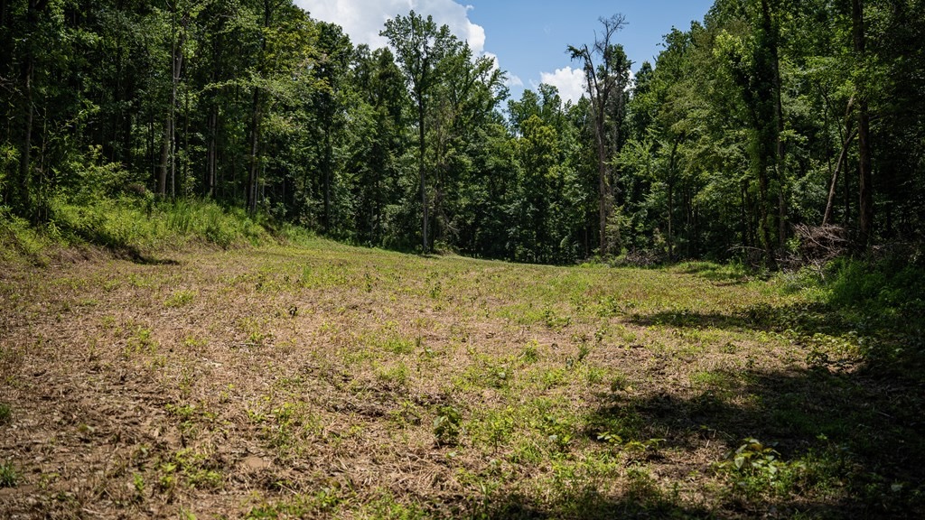 Hunting Land in Claiborne County, MS – Lonesome Pine