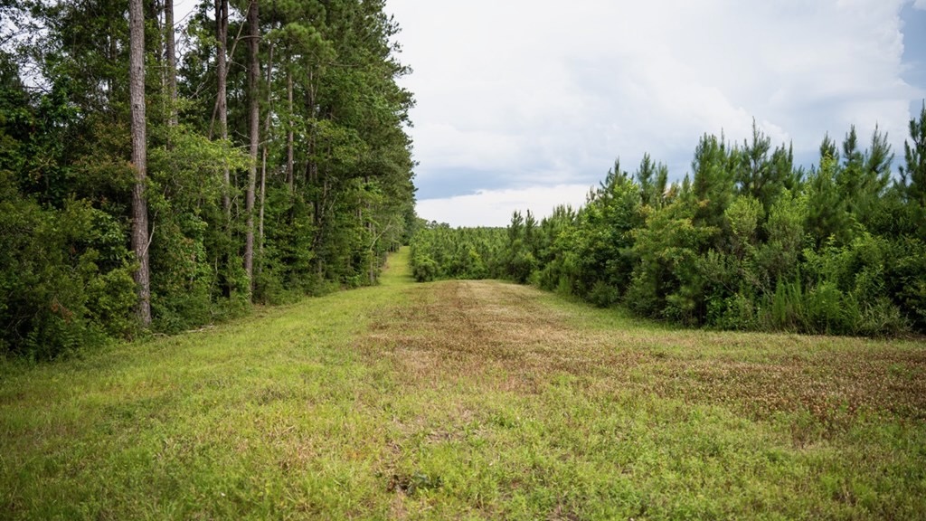 Mississippi Hunting Land – Easy 88 in Magnolia/Osyka