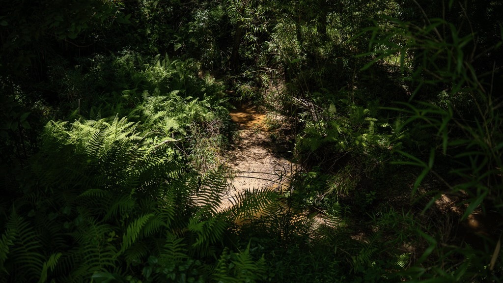 Hunting Land in Claiborne County, MS – Lonesome Pine